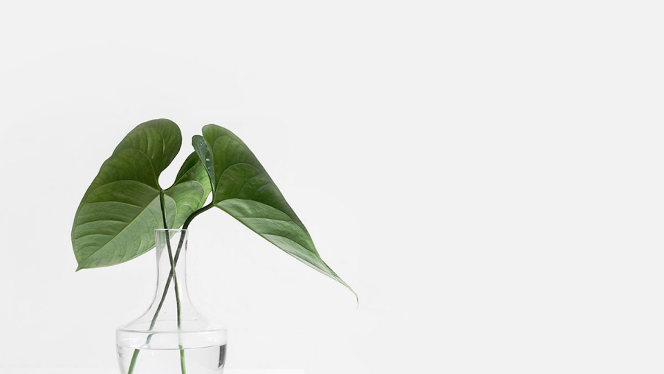 Monstera Green Leaves