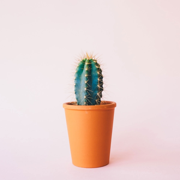 Cactus Houseplants