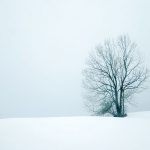 Lonely Snow Tree